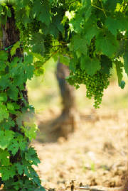 Grapevine_2661000.jpg